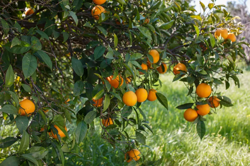 Citrusfrüchte